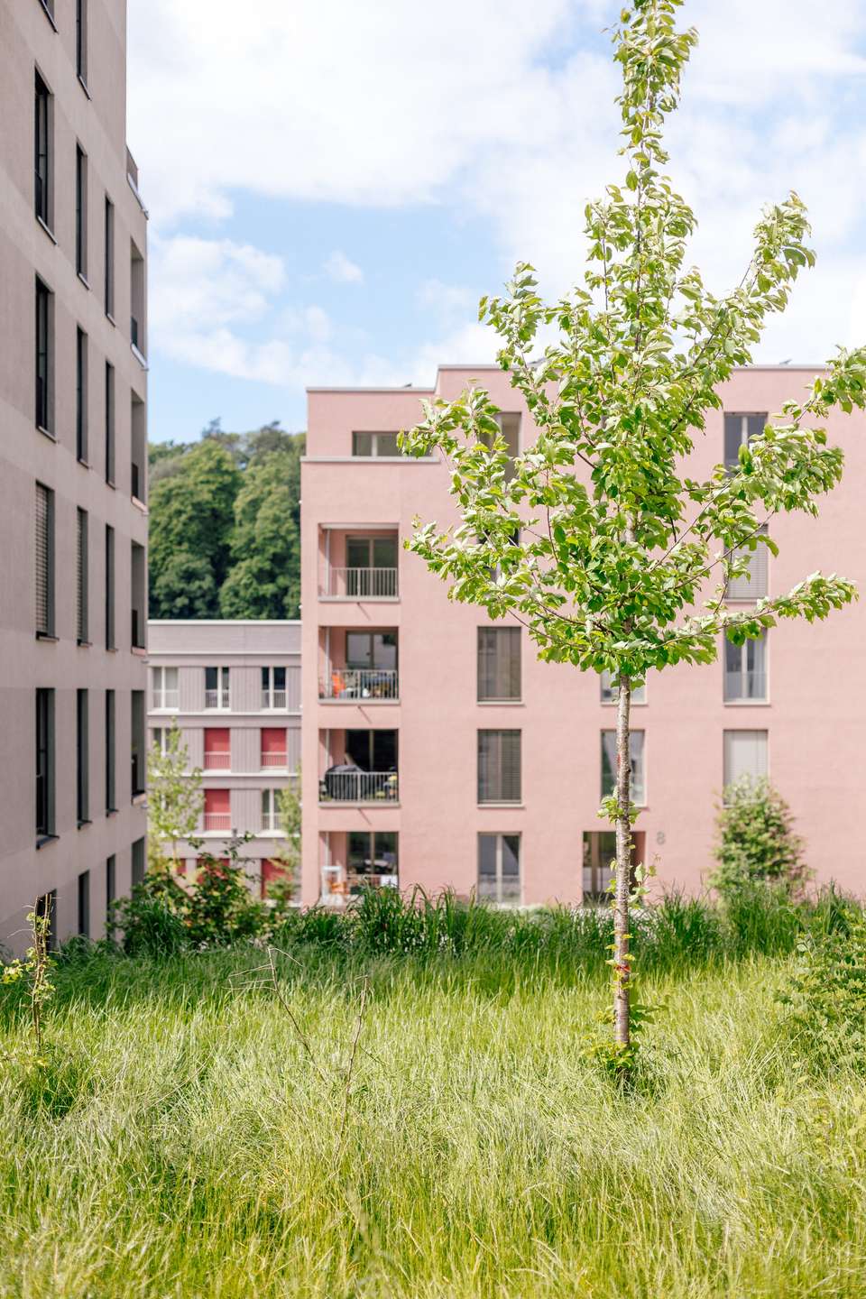 Außenansicht Ein junger Baum steht im hohen Gras zwischen modernen Wohnblocks unter einem teilweise bewölkten Himmel.